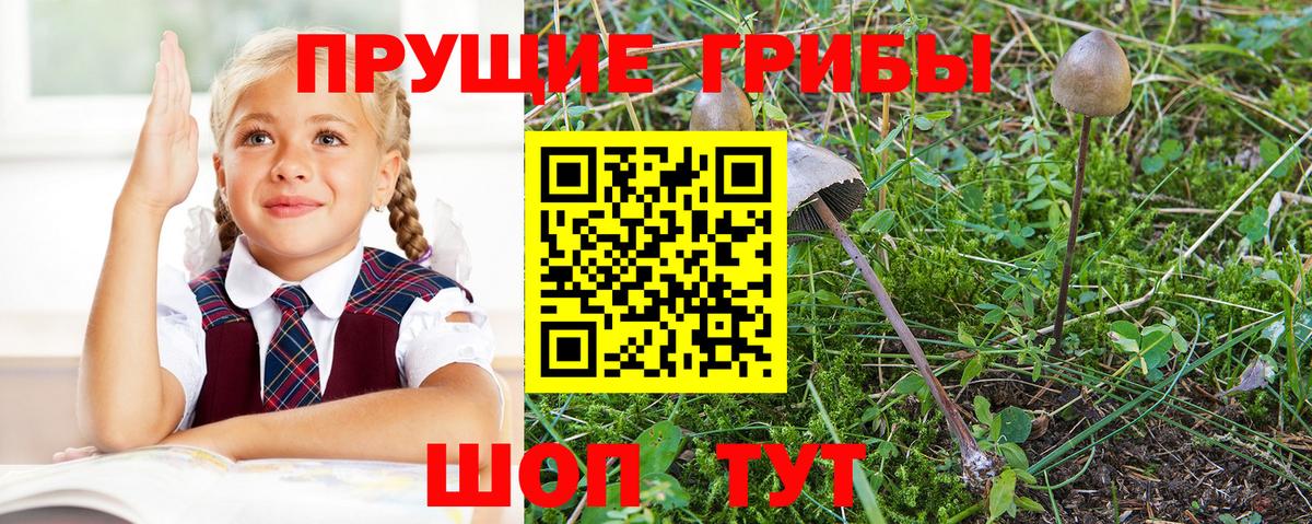 Псилоцибиновые грибы Psilocybe  Вход с VPN  Азнакаево 